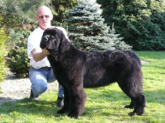 R Belle Isle's Newf's Biggest Mistake (15-07-2006)